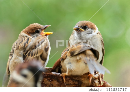 スズメの巣立ち雛　黄色い嘴　身近な野鳥 111821717
