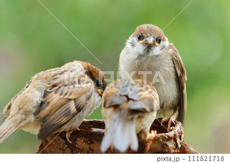 スズメの巣立ち雛　黄色い嘴　身近な野鳥 111821718