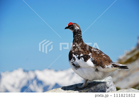 特別天然記念物　ライチョウ 111821812