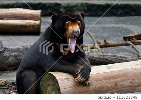 座って長い舌を出すマレーグマ 座って長い舌を出すマレーグマ 111821849