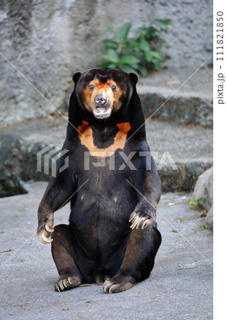 座って驚いた表情を見せるマーレーグマ 111821850