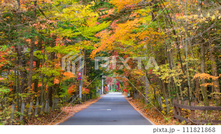 【長野県】別荘地の道　※軽井沢の自然風景 111821868