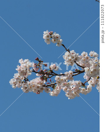 春イメージ　桜　ソメイヨシノ　Cherry Blossom 111822073