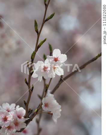 春イメージ 桜 ソメイヨシノ Cherry Blossom 春イメージ 桜 ソメイヨシノ Cherry Blossom 111822080
