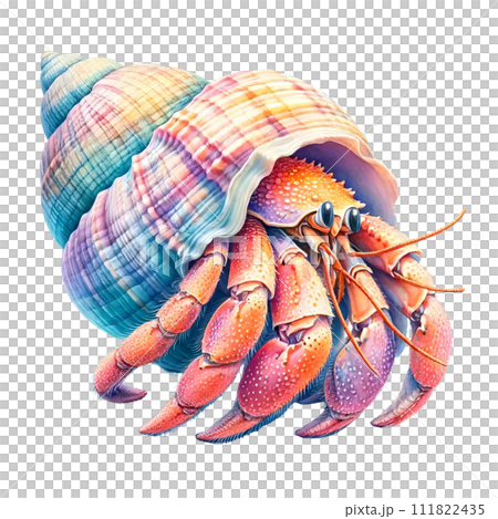 Hermit crab 111822435