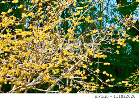 可愛くて黄色いロウバイの花 111822626
