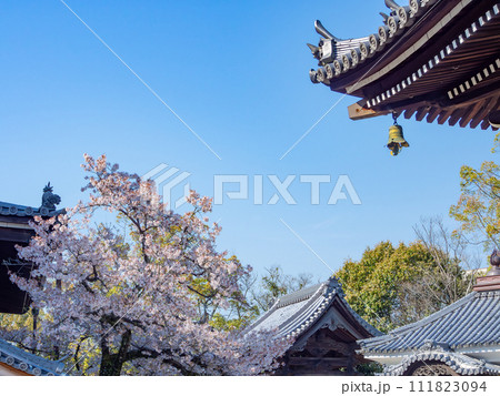 水間観音 春を告げる桜開花 水間観音 春を告げる桜開花 111823094