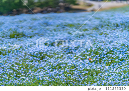 茨城県　ひたちなか市　国営ひたち海浜公園　お花畑　ネモフィラ　みはらしの丘　春　デート　男女　観光 111823330