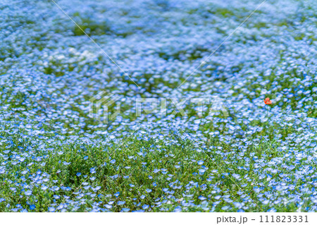 茨城県　ひたちなか市　国営ひたち海浜公園　お花畑　ネモフィラ　みはらしの丘　春　デート　男女　観光 111823331