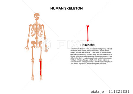 Tibia bone anatomy 111823881