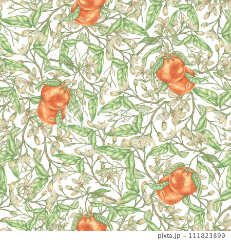 Watercolor seamless pattern with orange branches, on a white background. An elegant, intricate pattern. Botanical illustration for fabric textiles. Orange floral pattern, Citrus texture. Vintage desig Watercolor seamless pattern with orange branches, on a white background. An elegant, intricate pattern. Botanical illustration for fabric textiles. Orange floral pattern, Citrus texture. Vintage desig 111823899