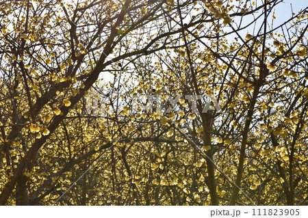 快晴の空と蝋梅　神奈川 111823905