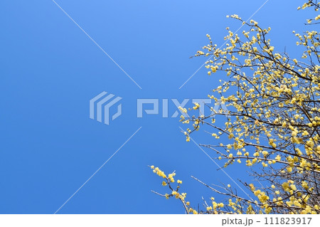 快晴の空と蝋梅 神奈川 快晴の空と蝋梅 神奈川 111823917