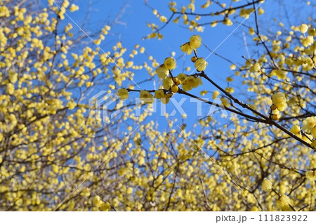 快晴の空と蝋梅　神奈川 111823922