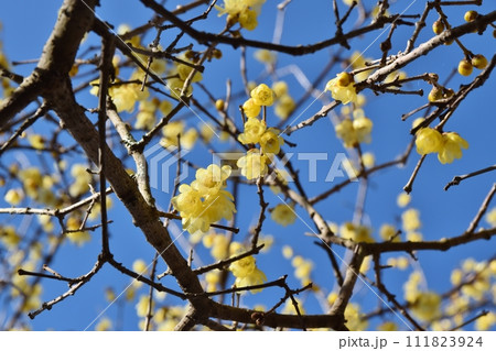 快晴の空と蝋梅 神奈川 快晴の空と蝋梅 神奈川 111823924