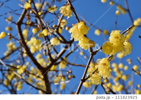 快晴の空と蝋梅　神奈川 111823925