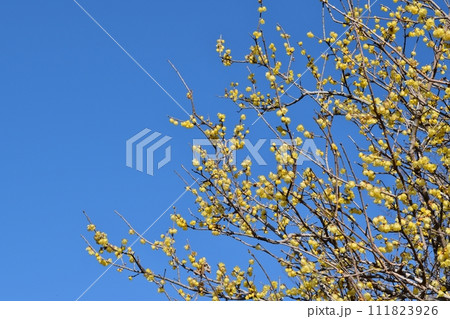 快晴の空と蝋梅　神奈川 111823926