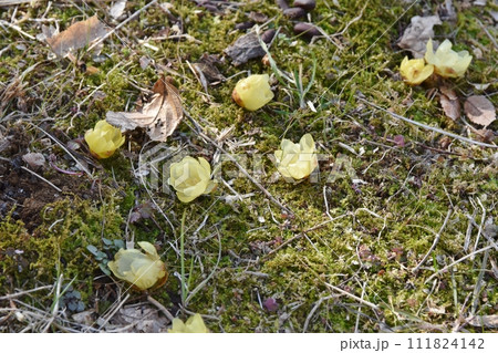 地面に落ちた蝋梅の花 神奈川 地面に落ちた蝋梅の花 神奈川 111824142