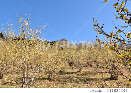 快晴の空と蝋梅　神奈川 111824145