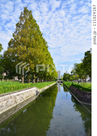 佐賀県佐賀市のメタセコイア並木(9月) 111824167