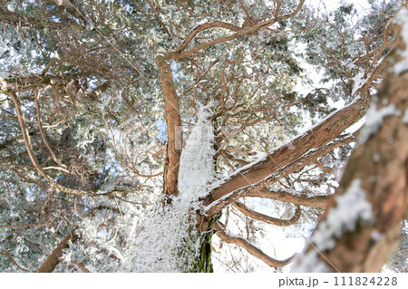 雪が積もった木 111824228