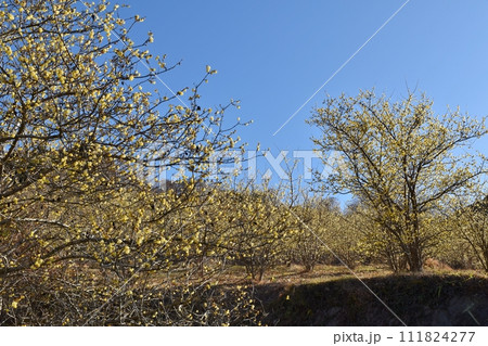 快晴の空と蝋梅 神奈川 快晴の空と蝋梅 神奈川 111824277