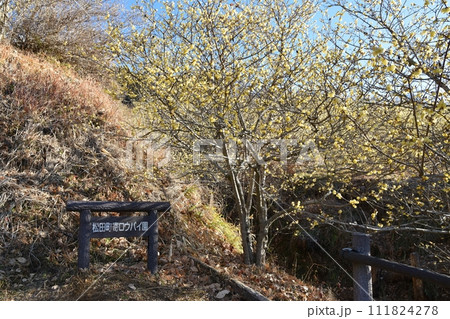 快晴の空と蝋梅　神奈川 111824278