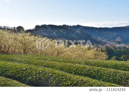 快晴の空と蠟梅と茶畑　神奈川 111824292
