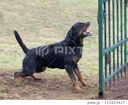 training of rottweiler training of rottweiler 111824427