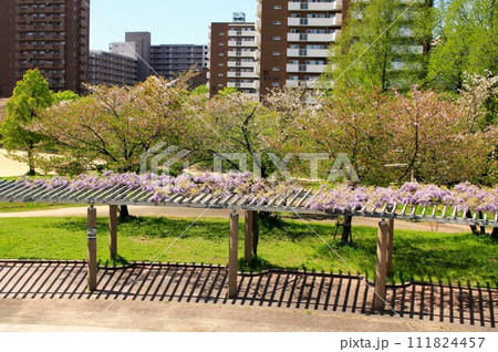 桜之宮公園の桜と藤棚 桜之宮公園の桜と藤棚 111824457
