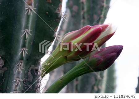 Peruvian apple cactus or Hedge cactus or Cereus hildmannianus in bloom close up on the Mediterranean coast of Caesarea, Israel 111824645