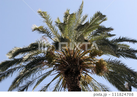 View of magnificent palm leaves against a blue sky in Caesrea, Israel 111824708