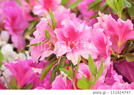 ツツジ水滴付き azalea with raindrops ツツジ水滴付き azalea with raindrops 111824747