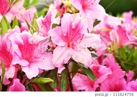 ツツジ水滴付き　azalea with raindrops 111824758