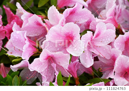 ツツジ水滴付き azalea with raindrops ツツジ水滴付き azalea with raindrops 111824763
