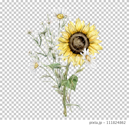 Watercolor bouquet of daisy and sunflower flowers. Watercolor hand drawing illustration on isolated white background. White and yellow botanical plants. Composition from summer meadow, forest flowers. Watercolor bouquet of daisy and sunflower flowers. Watercolor hand drawing illustration on isolated white background. White and yellow botanical plants. Composition from summer meadow, forest flowers. 111824862