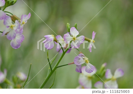 ダイコンの花 (Japanese radish) 111825003