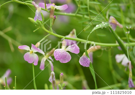 ダイコンの花 (Japanese radish) ダイコンの花 (Japanese radish) 111825010