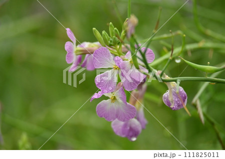 ダイコンの花 (Japanese radish) ダイコンの花 (Japanese radish) 111825011