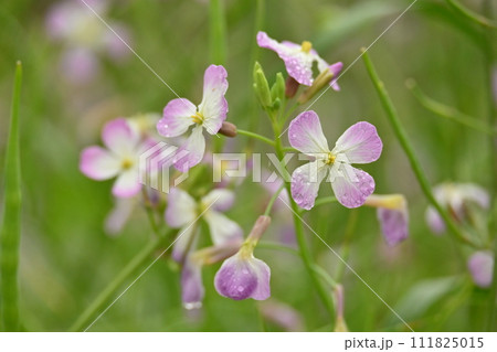 ダイコンの花 (Japanese radish) ダイコンの花 (Japanese radish) 111825015