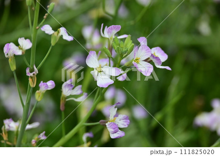 ダイコンの花 (Japanese radish) ダイコンの花 (Japanese radish) 111825020