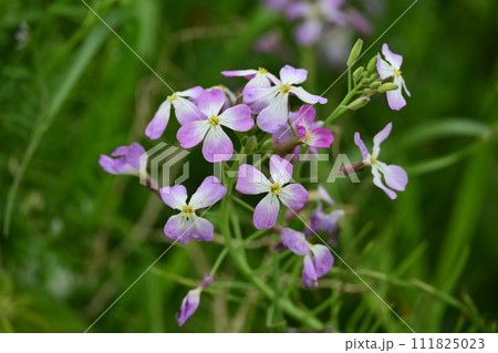 ダイコンの花 (Japanese radish) ダイコンの花 (Japanese radish) 111825023