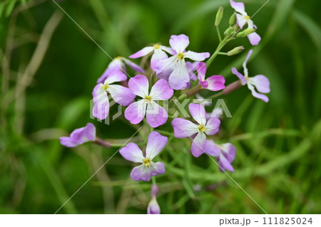 ダイコンの花 (Japanese radish) 111825024