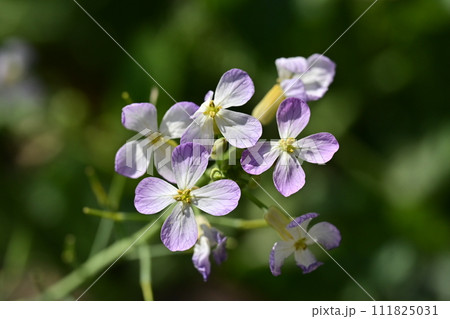 ダイコンの花 (Japanese radish) ダイコンの花 (Japanese radish) 111825031