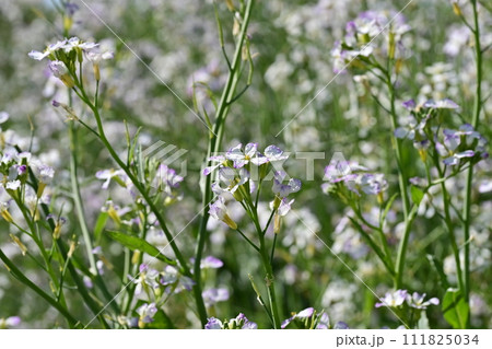 ダイコンの花 (Japanese radish) 111825034