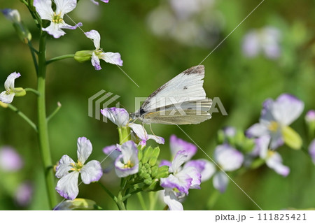 ダイコンの花と蝶 (Japanese radish and butterfly) ダイコンの花と蝶 (Japanese radish and butterfly) 111825421