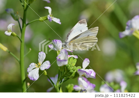 ダイコンの花と蝶 (Japanese radish and butterfly) ダイコンの花と蝶 (Japanese radish and butterfly) 111825422