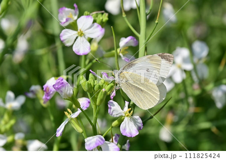 ダイコンの花と蝶 (Japanese radish and butterfly) ダイコンの花と蝶 (Japanese radish and butterfly) 111825424