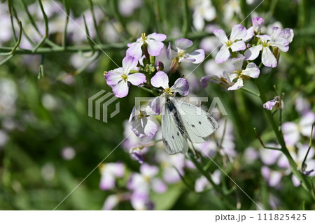 ダイコンの花と蝶 (Japanese radish and butterfly) 111825425