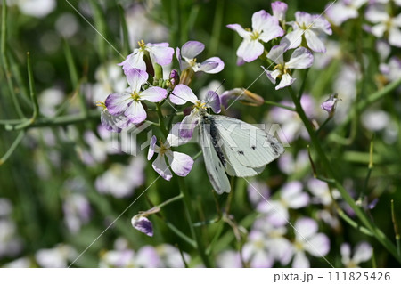 ダイコンの花と蝶 (Japanese radish and butterfly) ダイコンの花と蝶 (Japanese radish and butterfly) 111825426